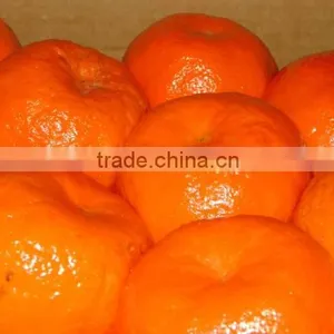 Fresh Egyptian Mandarin thumbnail-1
