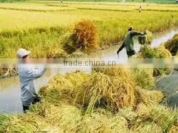 LONG WHITE RICE 5% - 10% - 15% - 25% - 35% - 100% BROKEN - WHITE RICE - HIGH QUALITY thumbnail-1