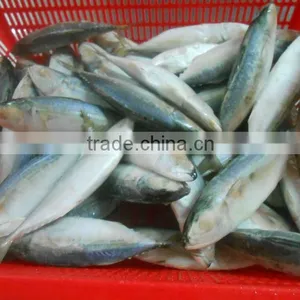 Frozen Indian Mackerel WR thumbnail-1