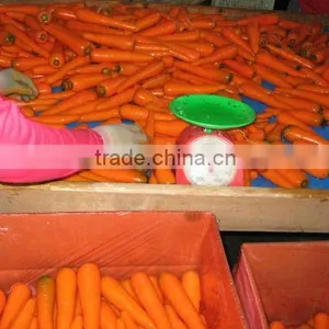 China Fresh Carrot Price 2012 New Crop thumbnail-1