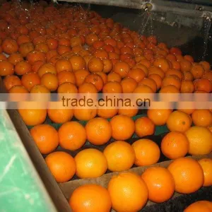 Fresh Navel Orange High Quality thumbnail-2