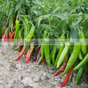 Hot Sale Hybrid High Yield Chili Pepper Seeds-FK21 thumbnail-3