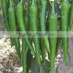 Hybrid Deep Green Hot Chili Pepper Seeds for Growing-PS006 thumbnail-1