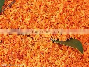 Sweet Osmanthus Sweet Olive Tea Olive Fragrant Olive Seeds for Growing Beautiful Flower Trees thumbnail-5