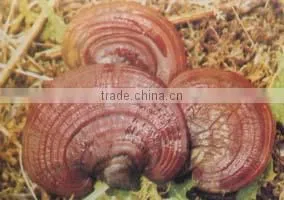 Mushroom Polysaccharides thumbnail-1