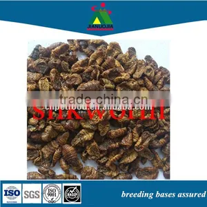 Pet Food Can Reptile Silkworm Chrysalis thumbnail-1