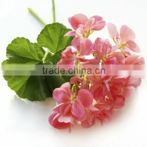 EXPORTER / SUPPLIER / MANUFACTURER OF 100% PURE GERANIUM OIL thumbnail-3