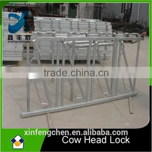 Cattle Type and Alive Style Cattle Head Lock thumbnail-1