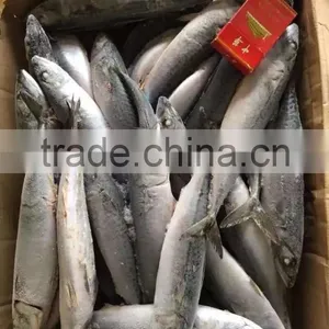 SHIPFROZEN &SeaFrozen Pacific Mackerel 200-300g 2016 NEW ARRIVE thumbnail-2
