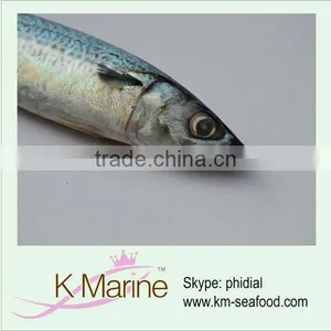 Seafood Processing Frozen Pacific Mackerel thumbnail-1