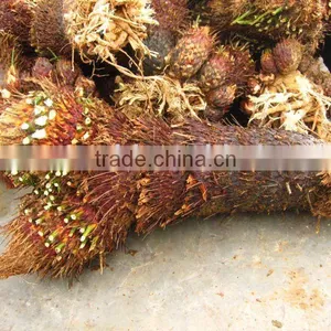 Cycas Revoluta Double Head Bare Root thumbnail-1