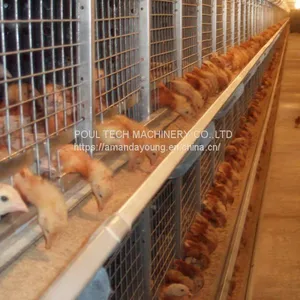 Djibouti Poultry Farm Battery Broiler Cage & Meat Chicken Cage & Chicken Coop in Chicken Shed thumbnail-3
