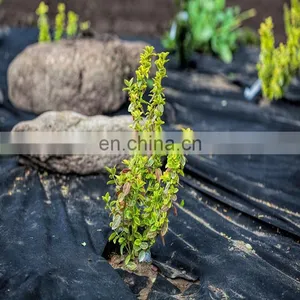 China Factory Manufacture Biodegradable Ground Cover Grass Grow Mat thumbnail-3