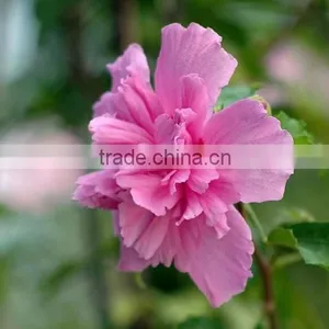 Special Herb Oil 100 Pure and Natural MUSK SEED Oil Rose-of-Sharon/Shrub-althea thumbnail-2