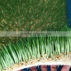 Hydroponics Animal Fodder Machinprofessional Automatic Oat Rooting Machine /bean Budding Machine/animal Fodder Sprouting Machine thumbnail-1