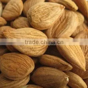 Chinese Bitter Bulk Apricot Kernels With Good Quality thumbnail-1