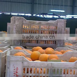 Valencia Orange thumbnail-1