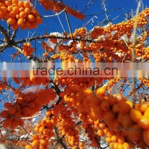 Plant Extract CO2 Supercritical Extract Seabuckthorn Fruit Oil thumbnail-2