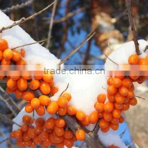 Hippophae Rhamnoides Oil /sea Buckorn Fruit Oil/seabuckthorn Oil thumbnail-3