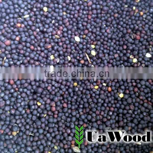 Rapeseeds From Ukraine thumbnail-1