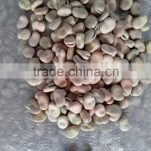 2016 Broad Beans for Cannery Fava Beans Price Faba Bean Wholesale thumbnail-5