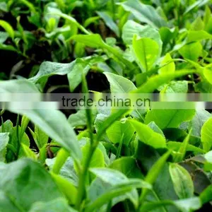 Moc Chau Green Tea, Son La TEA thumbnail-4