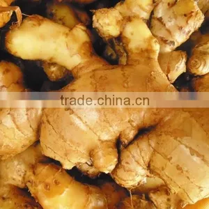 Ginger, Viet Nam Fresh Ginger, High Quality Ginger thumbnail-1