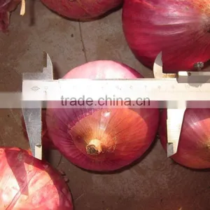 Fresh Onion/fresh Red Onion With Lower Price thumbnail-1