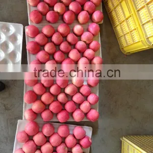 Fresh Chinese Fuji Apple 2014 thumbnail-3