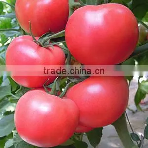 2016 Hybrid High Yield Disease-resistant Tomato Seeds for Growing- Red Princess thumbnail-2