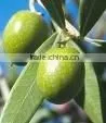 Olive Leaf Extract Liquid thumbnail-1