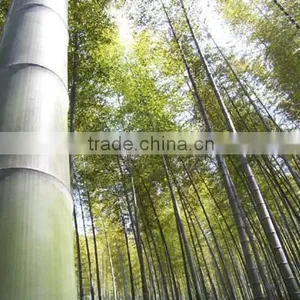 Construction Building Material Bamboo thumbnail-4