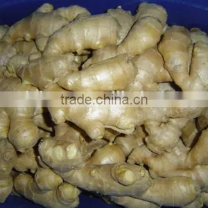 Chinese Fresh Ginger thumbnail-2