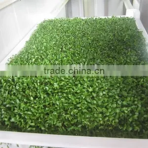 Automatic Hydroponic Barley Grass Fodder Planting Machine for Animal,livestock,cattle,sheep thumbnail-3