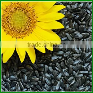 Sale Chinese High Quality and Cheap Sunflower Seeds In Bulk for Pet Food thumbnail-2