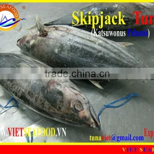 FROZEN SKIPJACK TUNA WHOLE ROUND thumbnail-1