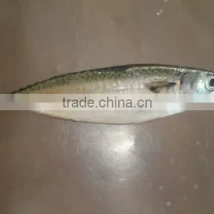 Тихоокеанский скумбрия thumbnail-1