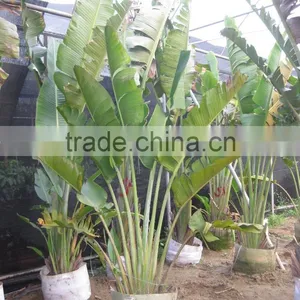 Ravenala Madagascariensis-Travelers Palm-trees-plants High 2-7m thumbnail-1