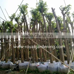 Bauhinia Variegata Landscaping Trees thumbnail-1