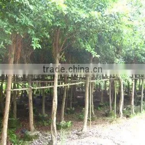Ficus Nitida Landscaping Trees Potted and Rooted in Bags thumbnail-1