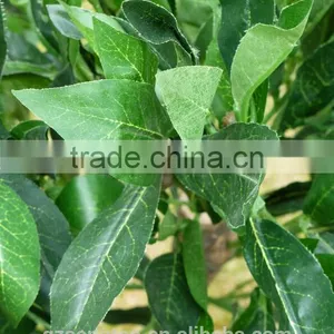 Artificial Plants - 3ft 4ft 5ft Buxus Bay Trees - Indoor Office House Plant thumbnail-2