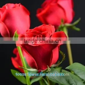 Export Fresh Cut Rose Flowers Carola Roses Fresh Cut Flowers Colombia thumbnail-3