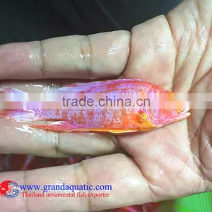 Quality Malawi Cichid Fish Export Company for Company Importer thumbnail-3