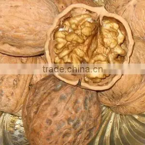 Walnut Kernel thumbnail-1