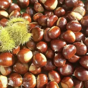 Chestnut Snack Organic Healthy Snack for All Ages thumbnail-1