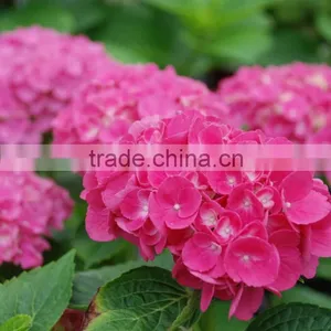 Super Quality Hot Sell Classical Orange Brown Hydrangea thumbnail-1
