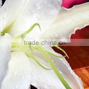 Fresh Color Siberia Various Colors Lilies Wedding Decorations thumbnail-2