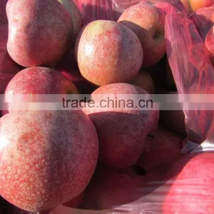 Chinese Qinguan Apple From Shanxi Province thumbnail-3