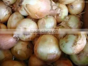 Fresh Yellow Onion thumbnail-1