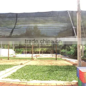 VietNam High Mountain Oolong Tea- Dong Son Oolong Tea" thumbnail-5